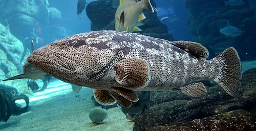 Malabar grouper